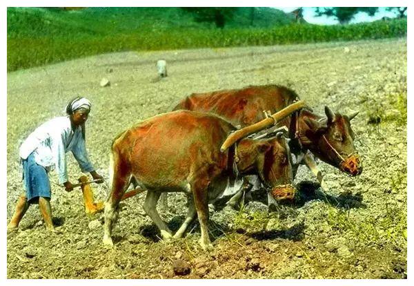 西德尼·戴维·甘博/摄.1917年,四川,溜索.西德尼·戴维·甘博/摄.