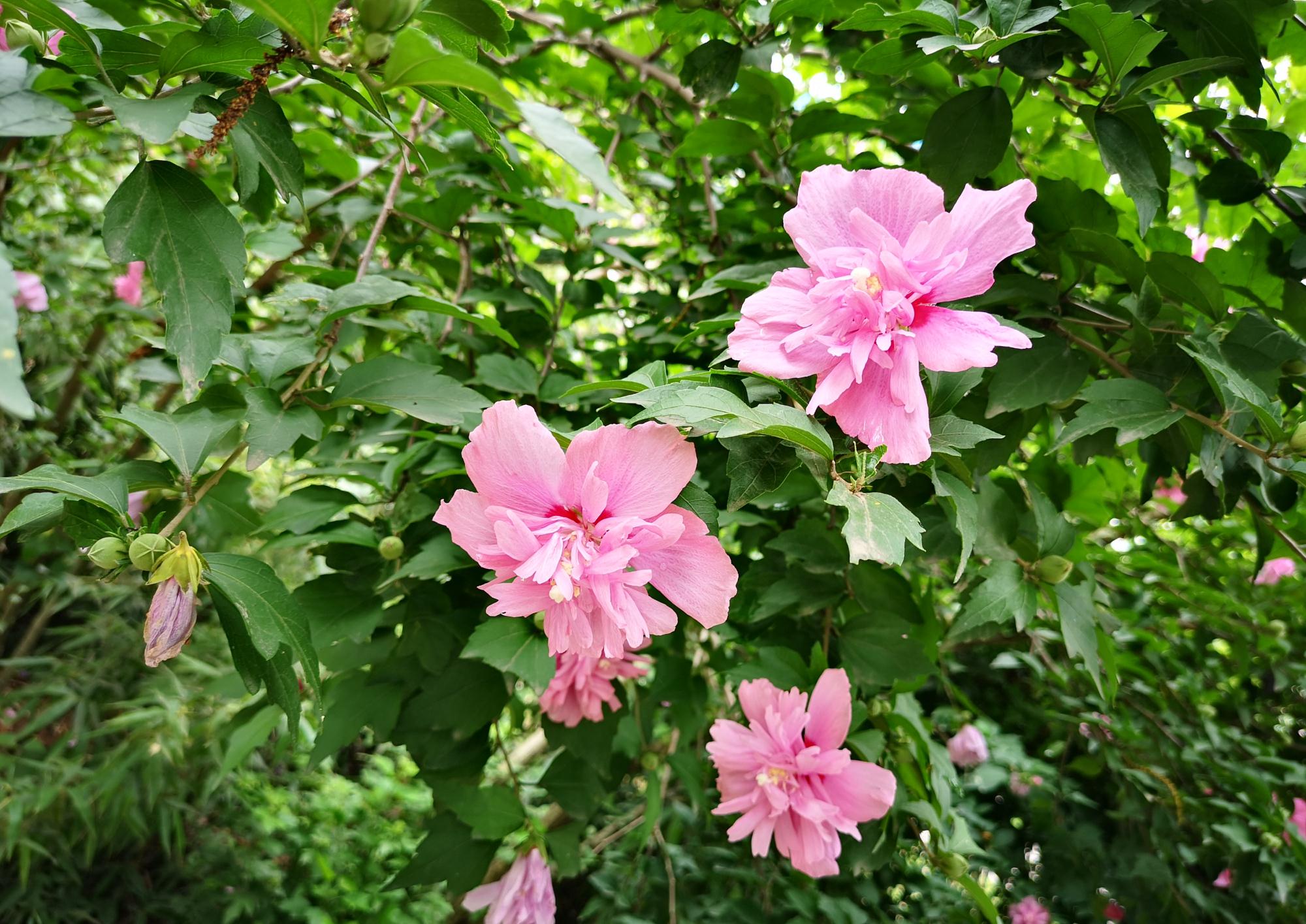 绽放在夏天的花花绚烂香也暖