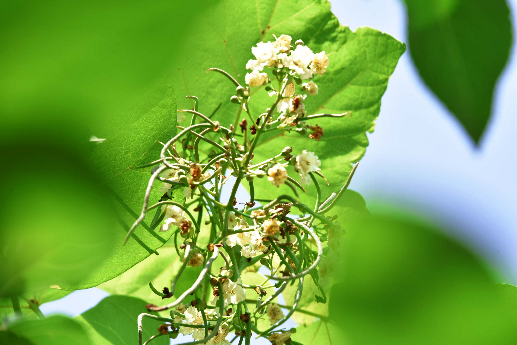 梓树花和果实 原创拍摄 梓树花和果实 原创拍摄