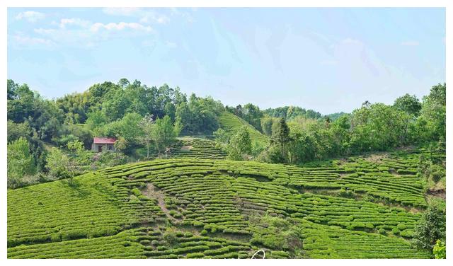 且是历史悠久的 中国 十 大名 茶之一,主产便在 安徽 大别山 地区