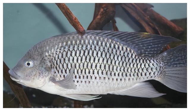 这4种淡水鱼有毒虽然美味但钓到要谨慎最后一种鱼卵都有毒