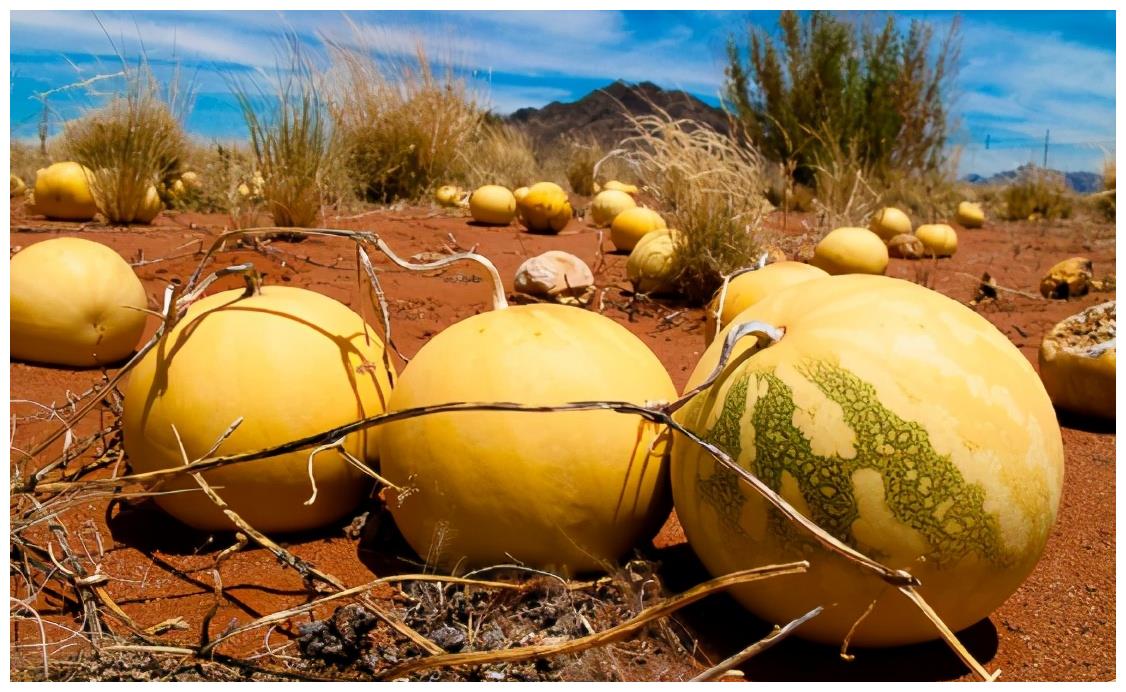在沙漠中看到满地的西瓜,为何没人摘?再口渴也不能摘休闲区蓝鸢梦想 - Www.slyday.coM 在沙漠中看到满地的西瓜,为何没人摘?再口渴也不能摘休闲区蓝鸢梦想 - Www.slyday.coM