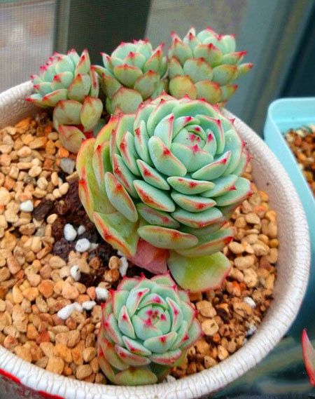 养多肉静夜做好3件事爱群生易爆盆叶子肥厚鲜红靓丽