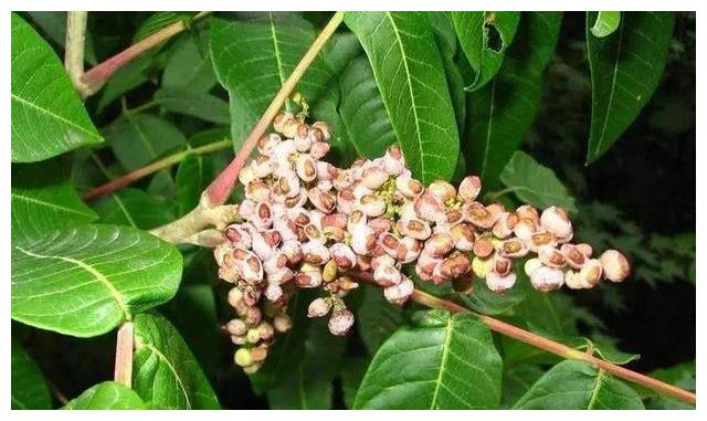 一种盐果能够结出盐霜山上有很多在古代价值很高