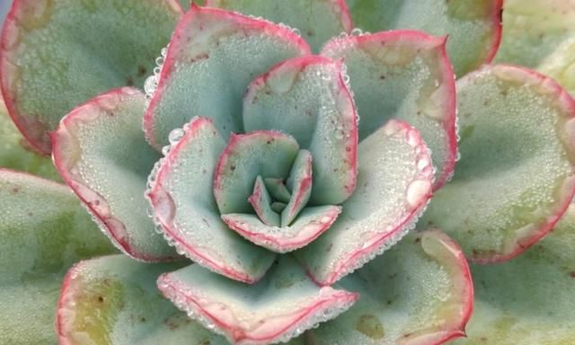 被熟悉的薄叶系多肉,朱丽斯颜值不低,入手不后悔|朱丽叶|朱利斯|颗粒