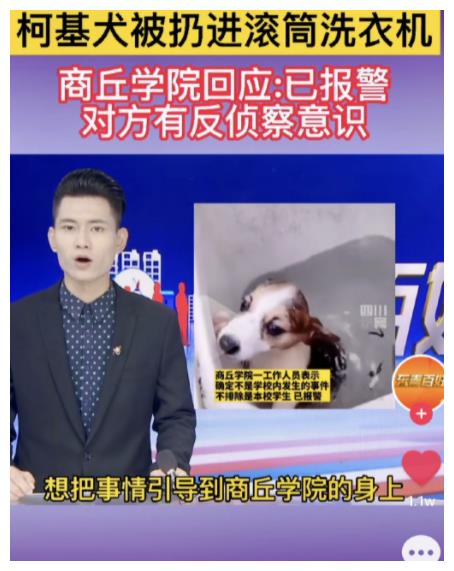 洗衣机柯基事件,有网友曝光当事人信息!休闲区蓝鸢梦想 - Www.slyday.coM 洗衣机柯基事件,有网友曝光当事人信息!休闲区蓝鸢梦想 - Www.slyday.coM