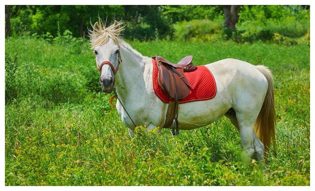 白龙马是西游记中最惨的主角无台词无片酬晚年无比凄凉