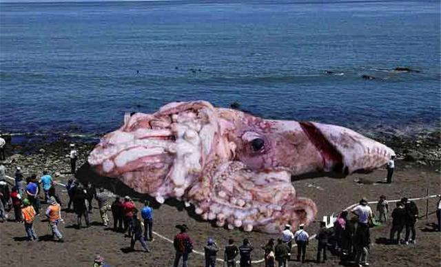 世界上最大的乌贼,最多只能活450天,抹香鲸是它唯一的天敌__财经头条