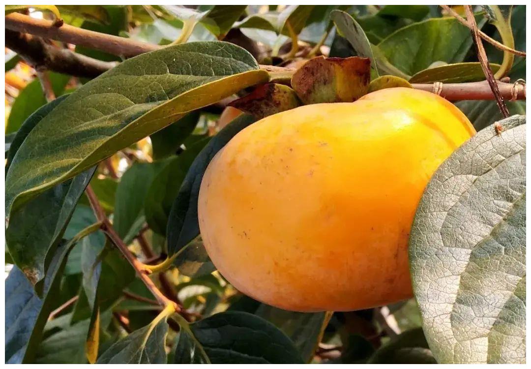 脆甜可口崇明的脆柿上市啦摘下来就可以吃