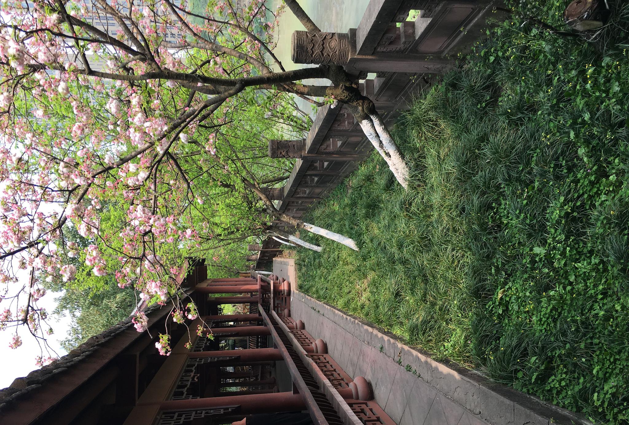 望江公园进行了改造,越来越漂亮了!