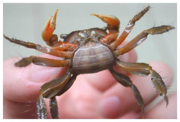 它就是蟛蜞,虽然名字中没有带蟹字,但它是螃蟹的一种,样子和普通的