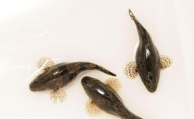 这种鱼曾被拿来喂鸭子,现今"一金难求",最贵时1斤能卖上百元