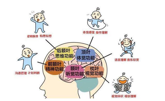 神经科学家研究发现:促进孩子大脑发育,不靠阅读,而是游戏