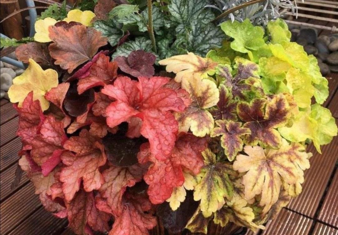 天凉了 1种花不怕冻 天气越冷叶子越美丽