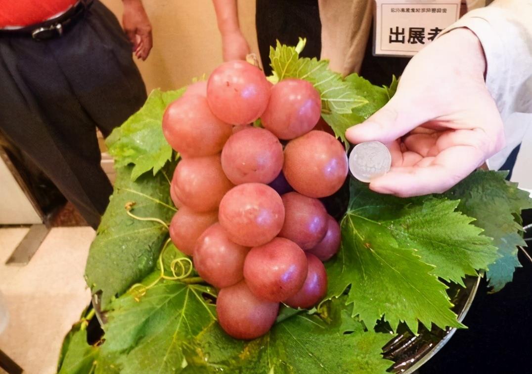 日本农产品为何那么贵当资本流入农业市场受罪的都是老百姓