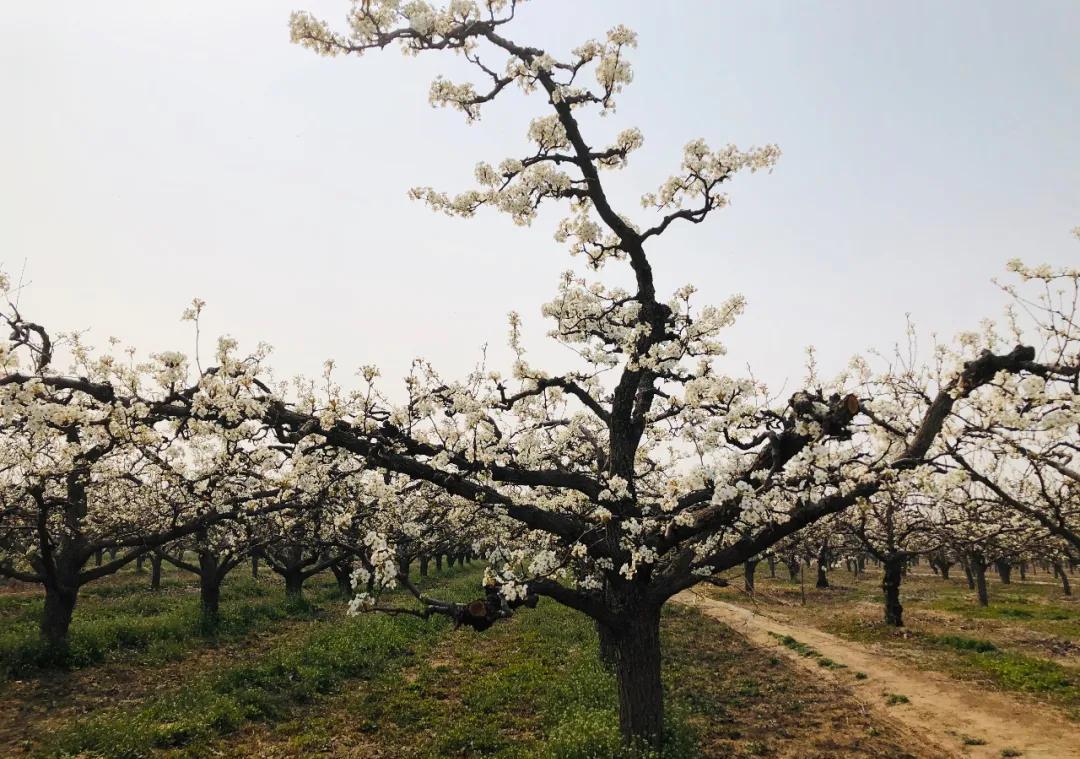 走进四月梨花湾御道瓦桥关