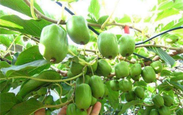 这野果在农村很常见,换个洋名后身价翻倍,网友:家里没矿吃不起