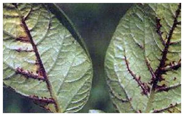 马铃薯大丰收,原来是这些病害防治的好!丰产就是这样简单!休闲区蓝鸢梦想 - Www.slyday.coM 马铃薯大丰收,原来是这些病害防治的好!丰产就是这样简单!休闲区蓝鸢梦想 - Www.slyday.coM