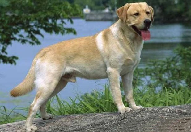 全世界公认的3种帅气服从性最好的中型犬你最喜欢哪种