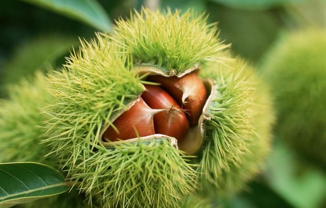 紧迫情况：罗田县小巷子女生活实况 2025年实地走访与避坑指南