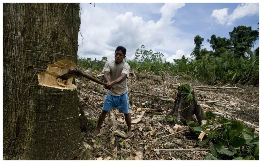巴西疯狂砍伐雨林中国却在沙漠种树背后的原因耐人寻味