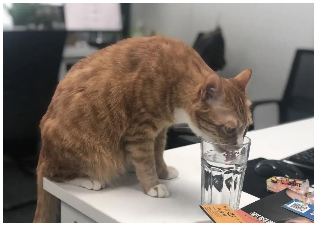 被强制绝育的橘猫，从此赖在了医院，还混成了副院长休闲区蓝鸢梦想 - Www.slyday.coM