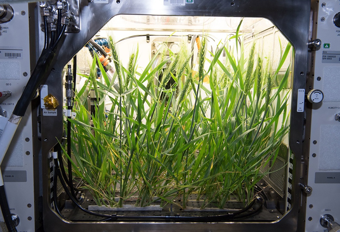 太空站如何种菜?美国nasa最新进展,种的菜跟地球上味道一样