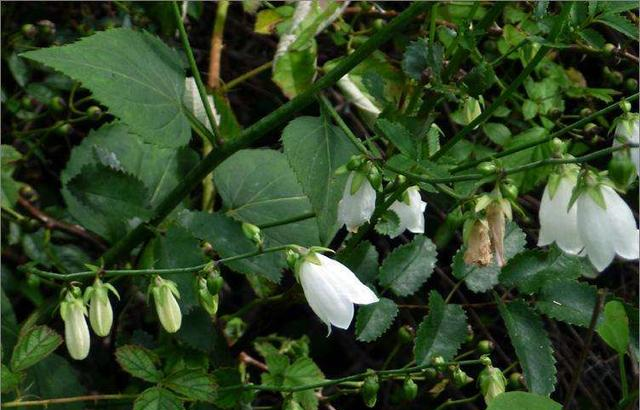 这野草,人称"荠苨",是润肺止咳"特效药",若遇见,别错过!__财经头条