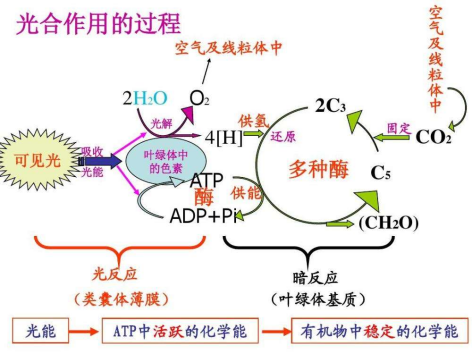 科研人员第一步先要寻找可以合成淀粉的反应组合,实现"二氧化碳与淀粉