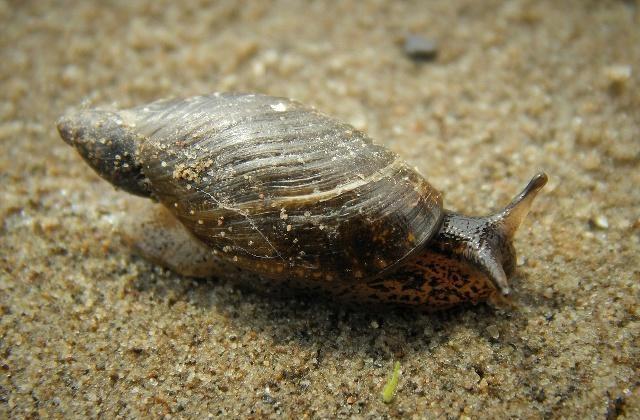 何炅捡的田螺,农村随处可见,田螺生活习性如何?烹饪前如何处理