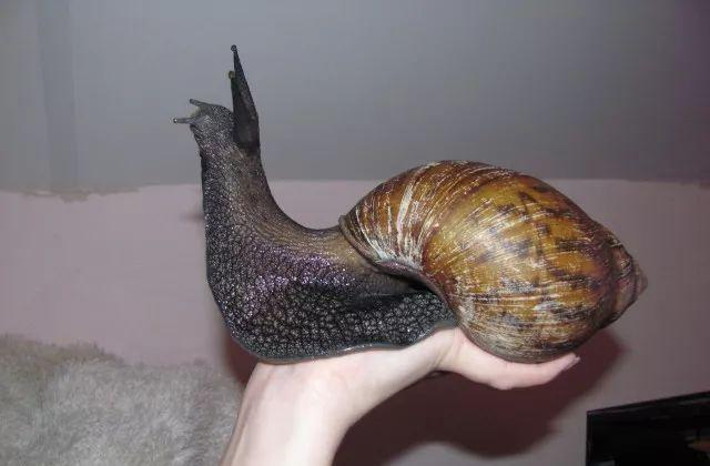 非洲大蜗牛被非洲人吃到濒临灭绝在国外却成为土豪的新宠