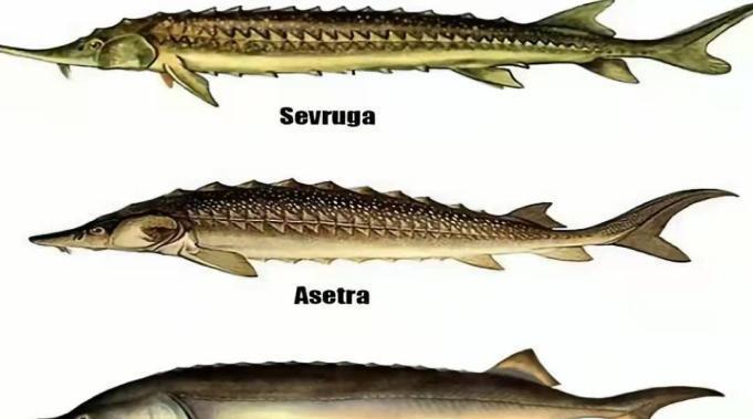 言归正传,我们鲟鱼的种类挺多,中华鲟听过吧,也是鲟鱼,但可不敢把它