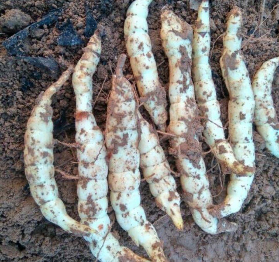 记得小时候,家里炒熟一盘香喷喷的腌地藕后,我们小