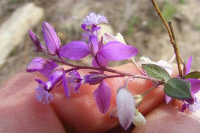 这种野草人称瓜子金1斤能卖50多拔1棵少棵很珍贵