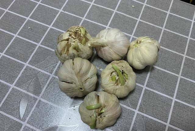 大蒜怎么保存才不发芽教你3个小妙招大蒜放一年不发芽不干瘪