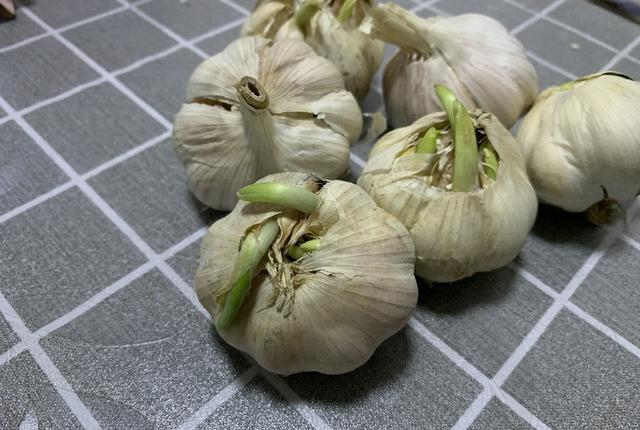 大蒜怎么保存才不发芽教你3个小妙招大蒜放一年不发芽不干瘪