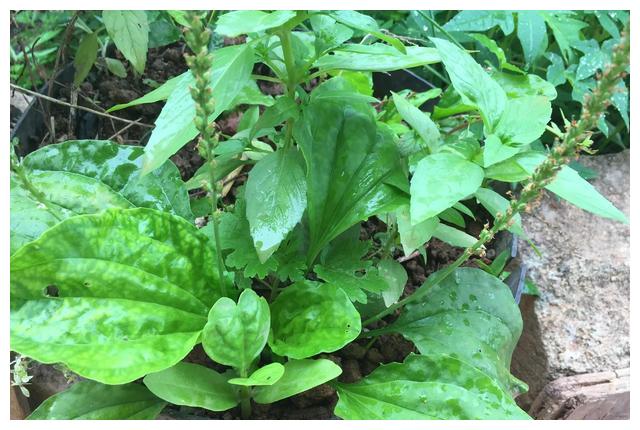 农村常见的"猪耳草",生活中帮助过很多人,你是否认识它?