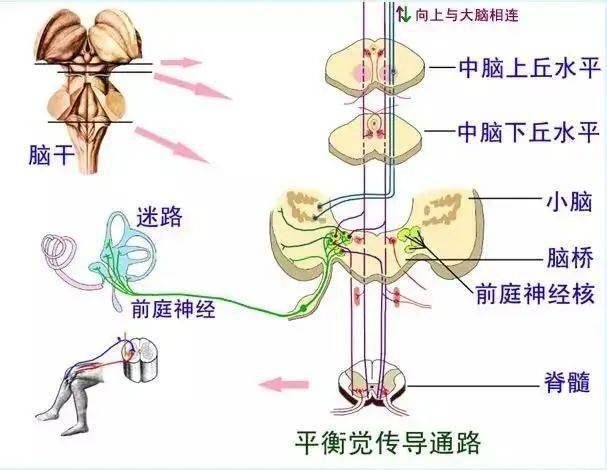 头晕还得查前庭?|加速度|前庭|头晕_新浪新闻