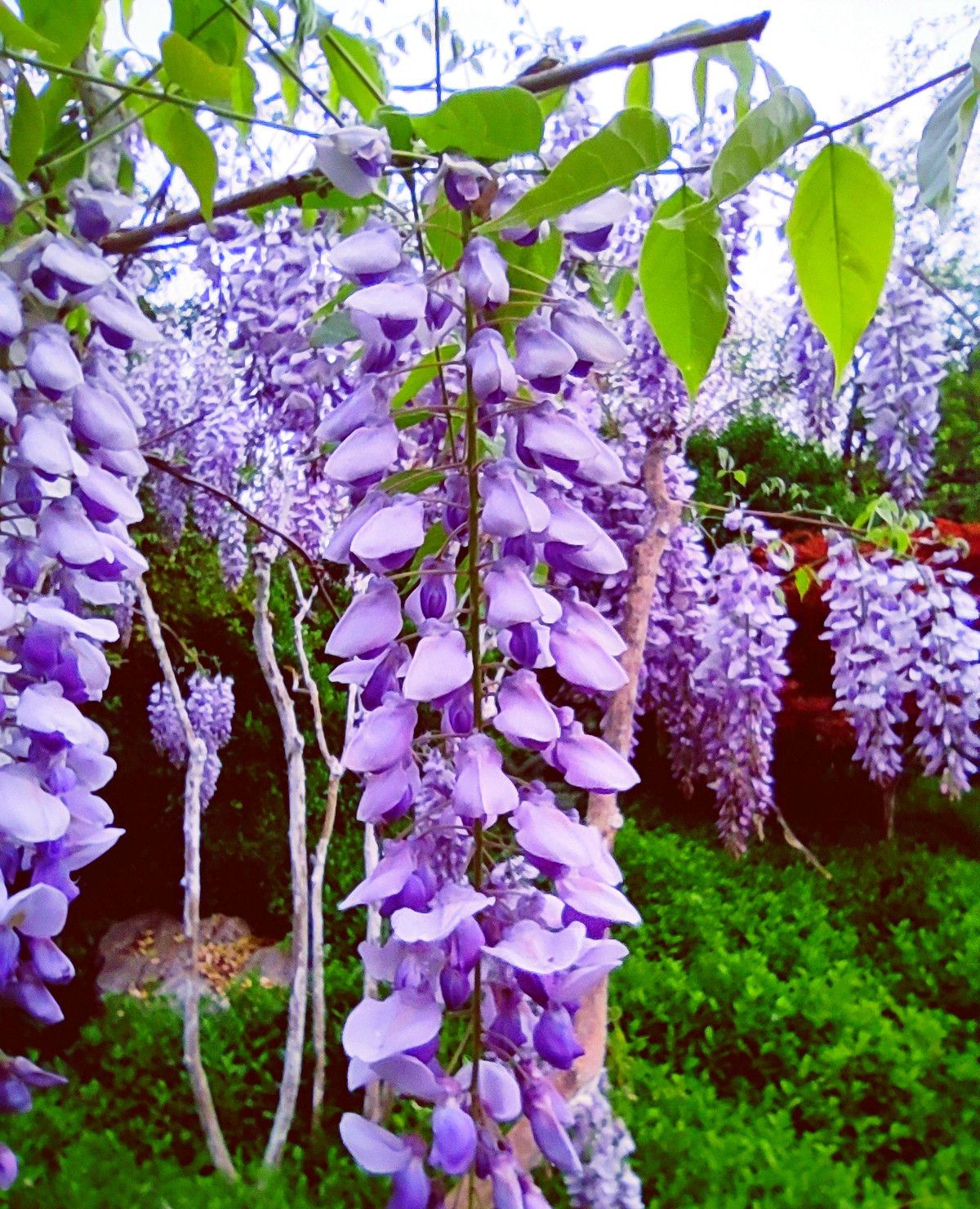 大明湖公园,多花紫藤盛开