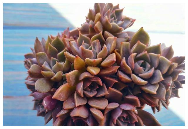 多肉夏梦,夏日往事成梦,秋天努力长成手捧花的样子真美