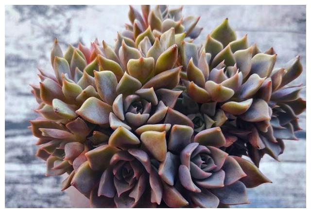 多肉夏梦,夏日往事成梦,秋天努力长成手捧花的样子真美