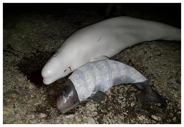 白鲸母子搁浅,鲸宝宝大声哭泣,鲸妈妈急着靠近它,撞得一身伤