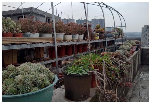 有网友问 多肉植物可以用细河沙 园土 颗粒石配的土壤养殖吗 财经头条 有网友问 多肉植物可以用细河沙 园土 颗粒石配的土壤养殖吗 财经头条