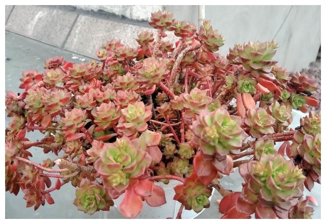 有网友问 多肉植物可以用细河沙 园土 颗粒石配的土壤养殖吗 财经头条 有网友问 多肉植物可以用细河沙 园土 颗粒石配的土壤养殖吗 财经头条