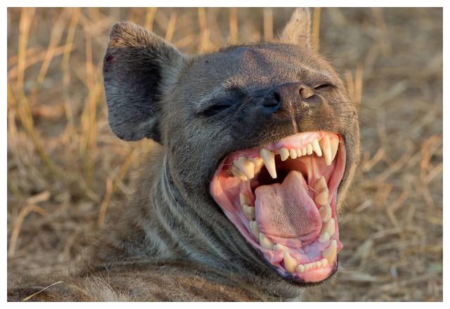 狗的咬合力是多少公斤