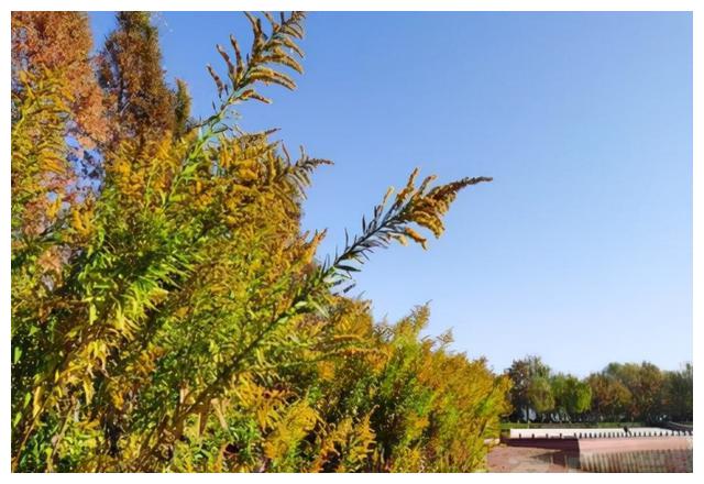 警惕外来物种入侵,加拿大一枝黄花出现在河南多地休闲区蓝鸢梦想 - Www.slyday.coM 警惕外来物种入侵,加拿大一枝黄花出现在河南多地休闲区蓝鸢梦想 - Www.slyday.coM