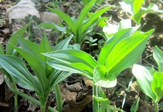 这东西,人称"山糜子",一斤能卖18元,却被误当成杂