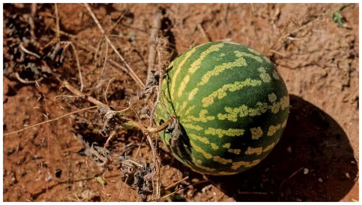 在沙漠中看到满地的西瓜,为何没人摘?再口渴也不能摘休闲区蓝鸢梦想 - Www.slyday.coM 在沙漠中看到满地的西瓜,为何没人摘?再口渴也不能摘休闲区蓝鸢梦想 - Www.slyday.coM