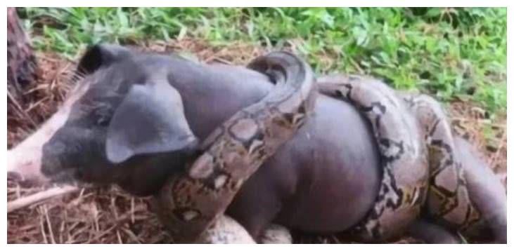 农村老人常说:猪是蛇的克星是真的吗?有什么道理呢?__财经头条