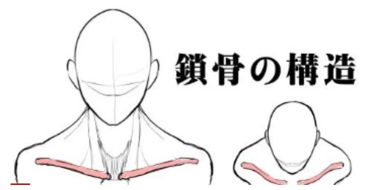 女性的锁骨怎么画?教你如何画好人体锁骨结构的绘画技巧!